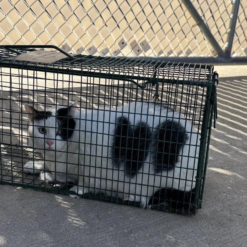 Big Bertha thumbnail 4