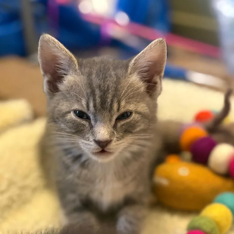 A baby small-sized male Gray / Blue / Silver Domestic Short Hair cat named Ohm for adoption in Incline Village, NV