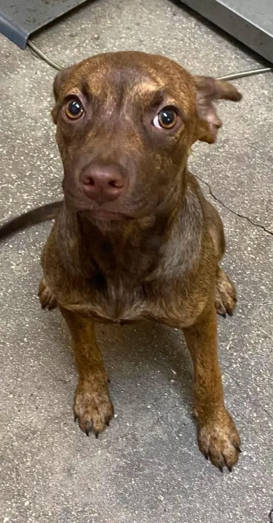 A baby small-sized female Mixed Breed dog named Bandella for adoption in Ocala, FL