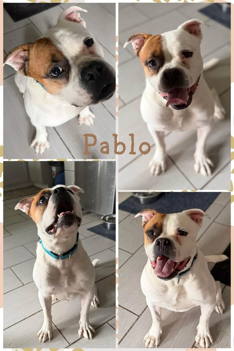 Pablo