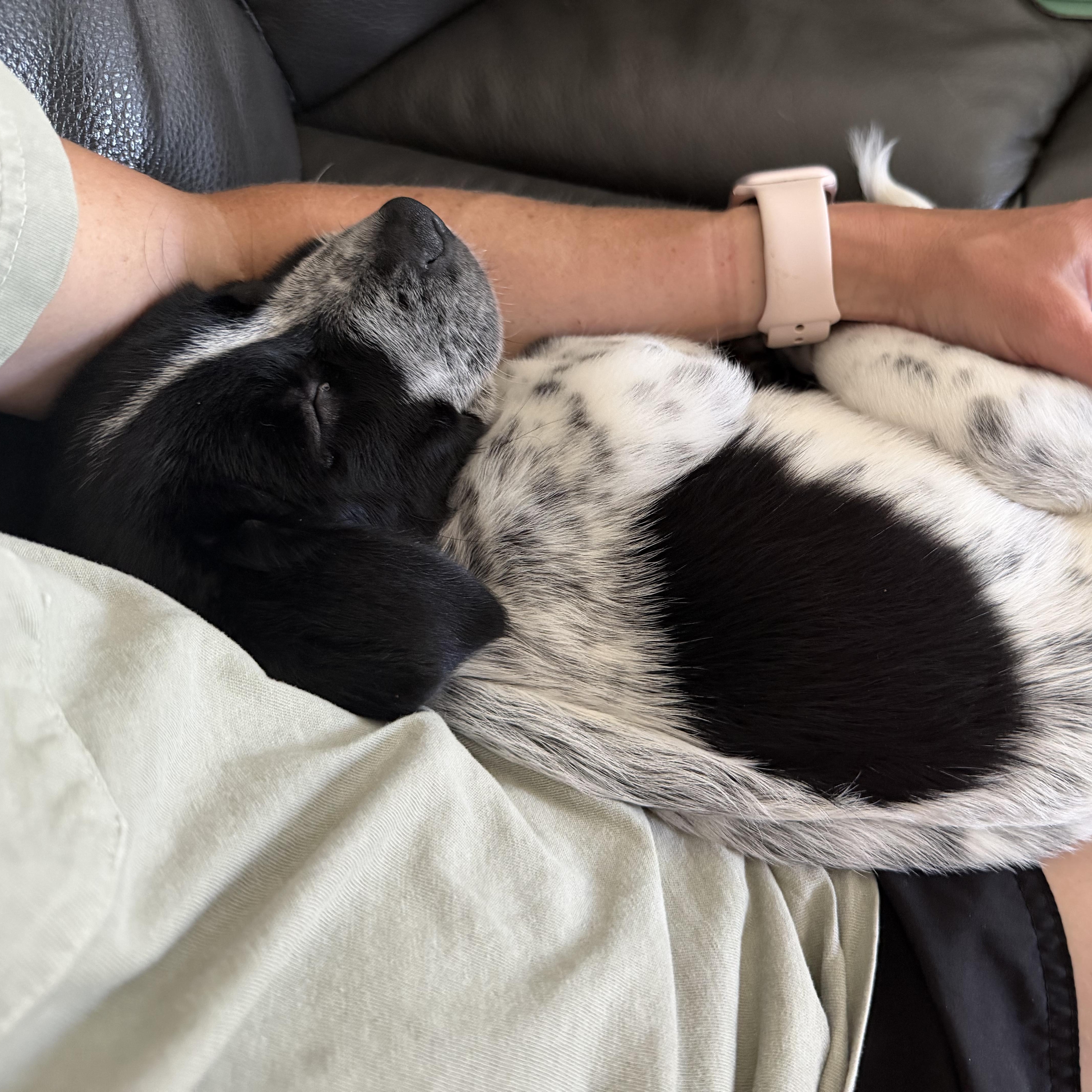 A baby medium-sized female White / Cream Border Collie dog named Bug for adoption in Plainfield, IL