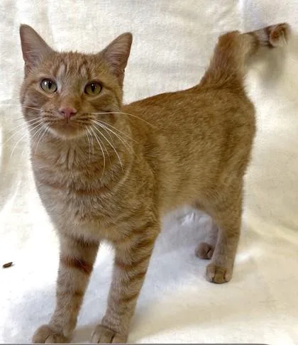An adult medium-sized male Domestic Short Hair cat named Preston for adoption in Buffalo, MN