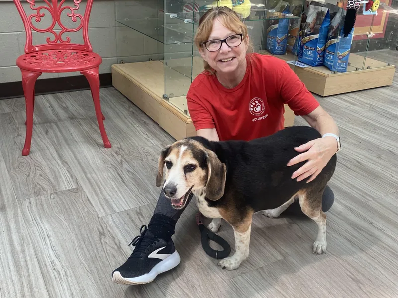A senior medium-sized male Brown / Chocolate Beagle dog named Nacho for adoption in Elyria, OH