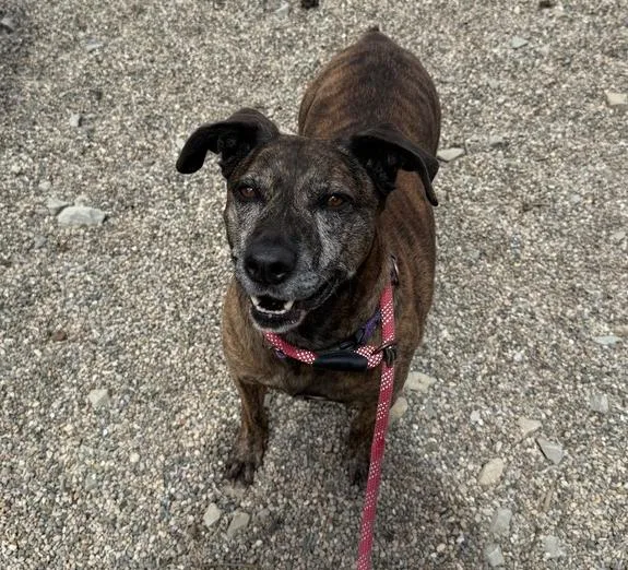 An adult large-sized male Brindle Pit Bull Terrier dog named Dasher for adoption in Rochester, IN