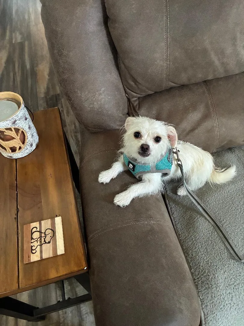 A young small-sized female White / Cream Maltese dog named Pipsquek for adoption in Louisville, KY
