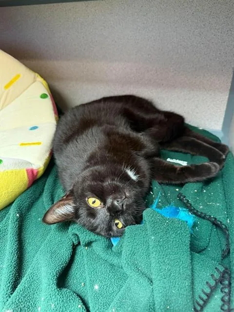 A young small-sized female Domestic Short Hair cat named Aloe Vera Weng for adoption in Aliquippa, PA