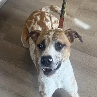 A young large-sized female Catahoula Leopard Dog dog named Cinnabon for adoption in Triadelphia, WV