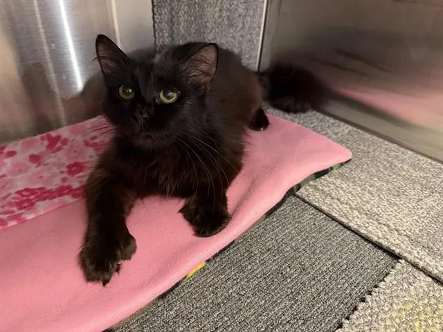 A young small-sized female Domestic Long Hair cat named Sadie for adoption in Ames, IA