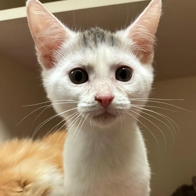 A baby small-sized male White Domestic Medium Hair cat named Toupee for adoption in Yuma, AZ