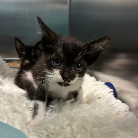 A baby small-sized female Black Domestic Short Hair cat named Neko for adoption in Los Angeles, CA
