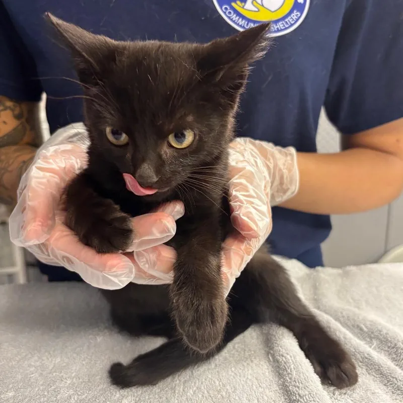 A baby small-sized female Domestic Short Hair cat named Rolie Polie Olie for adoption in Newark, NJ