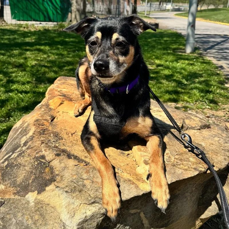 A senior medium-sized female Black Mixed Breed dog named Sissy for adoption in Evansville, IN