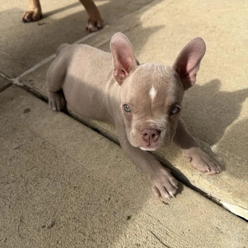 Biscuit