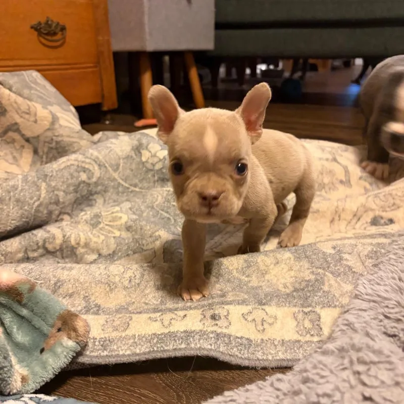 Biscuit thumbnail 2