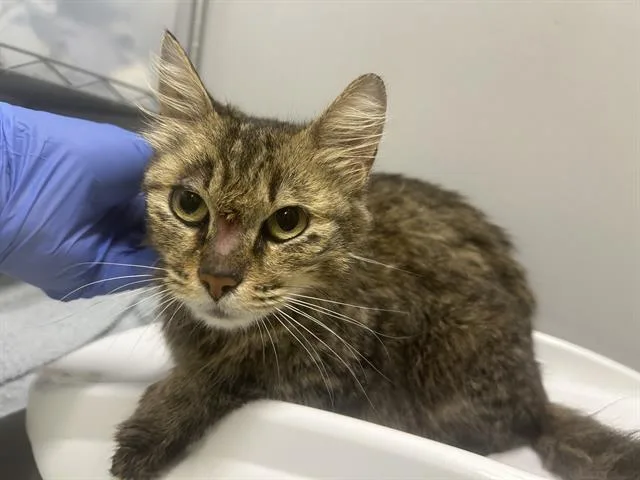 An adult medium-sized female Domestic Short Hair cat named Japan for adoption in Kent, WA