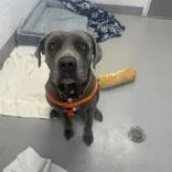 An adult large-sized female Brindle Cane Corso dog named Gabby for adoption in Hilliard, OH