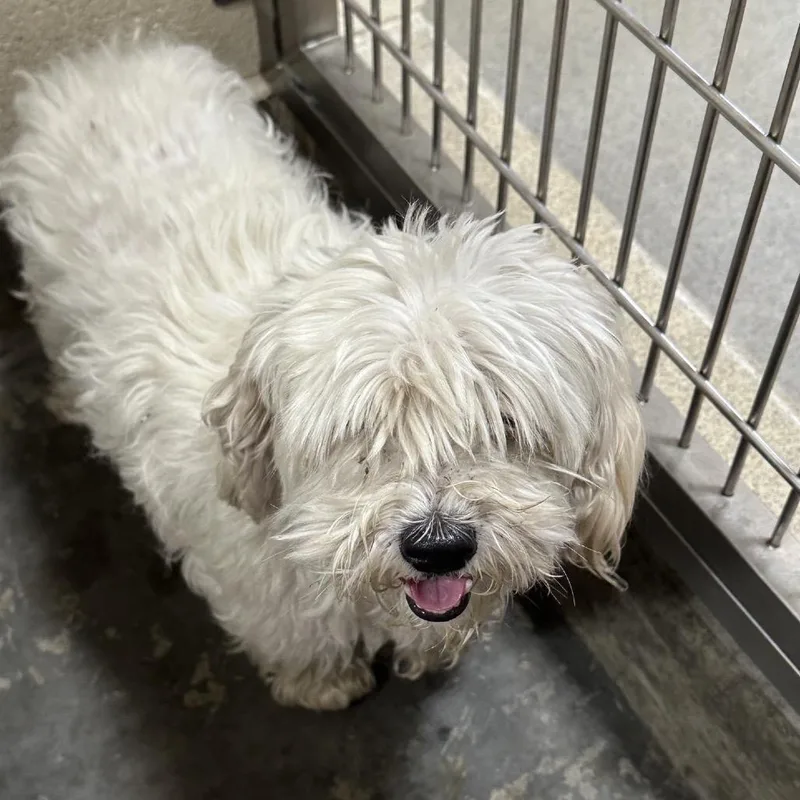 An adult medium-sized male White / Cream Terrier dog named IEPAStray for adoption in Upland, CA