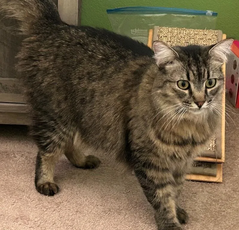Freya BONDED to Thor thumbnail 2