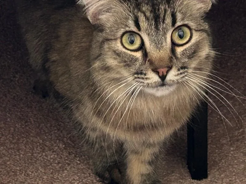 Freya BONDED to Thor thumbnail 6