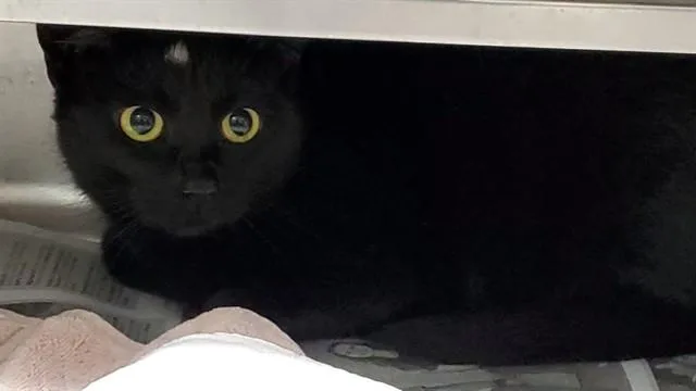 Pepper