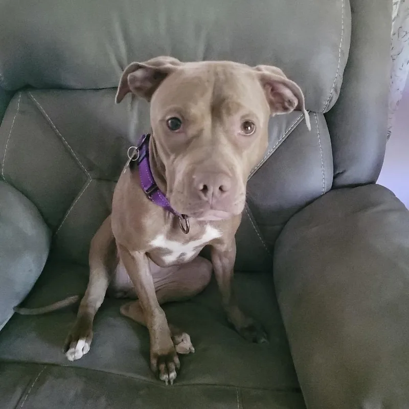 An adult medium-sized female Brown / Chocolate Pit Bull Terrier dog named Paulie Girl for adoption in Avon, OH