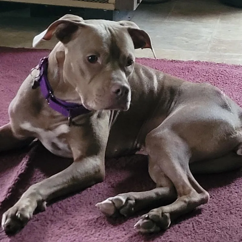 Paulie Girl thumbnail 2