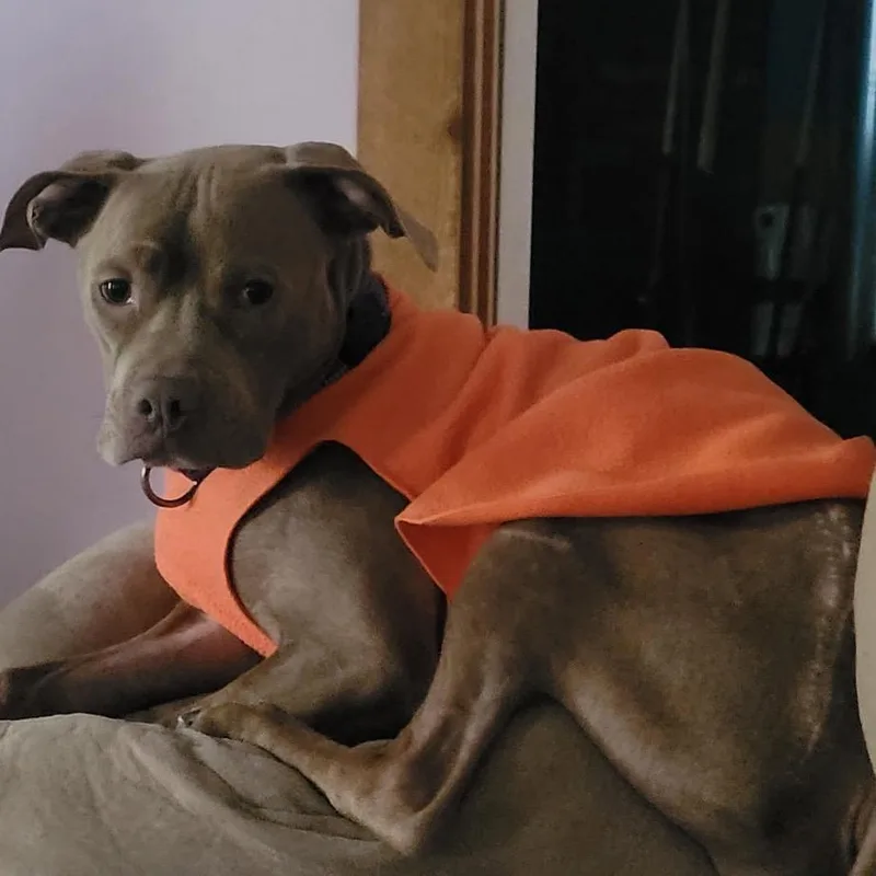 Paulie Girl thumbnail 3