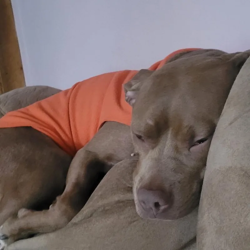 Paulie Girl thumbnail 4