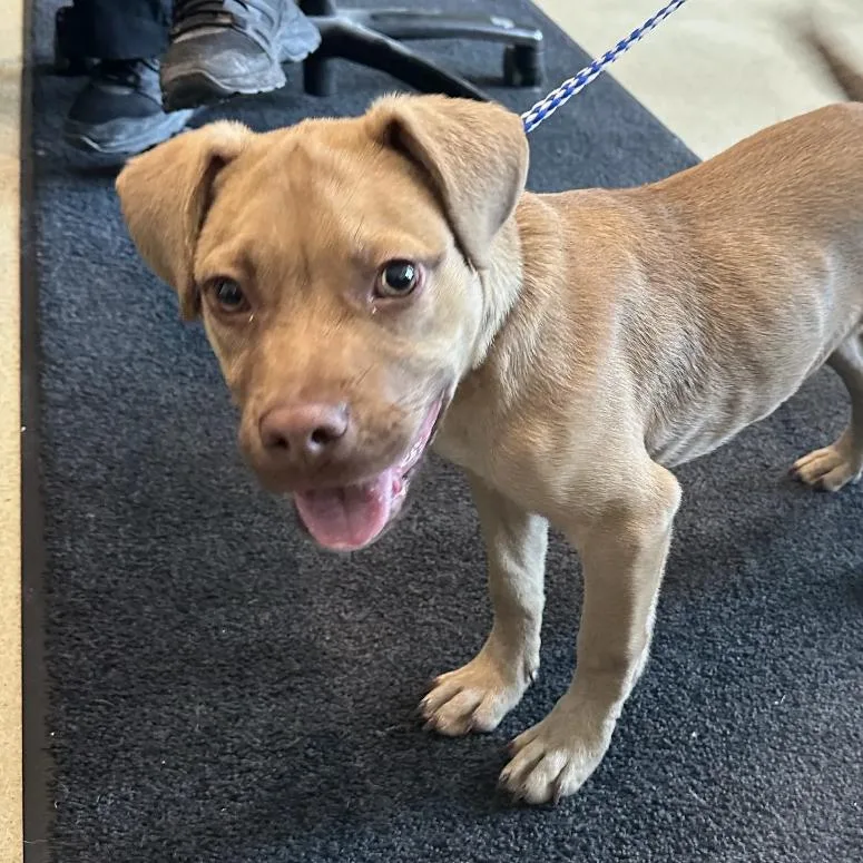 A baby small-sized male Yellow / Tan / Blond / Fawn Mixed Breed dog named Pepe for adoption in Hinsdale, IL