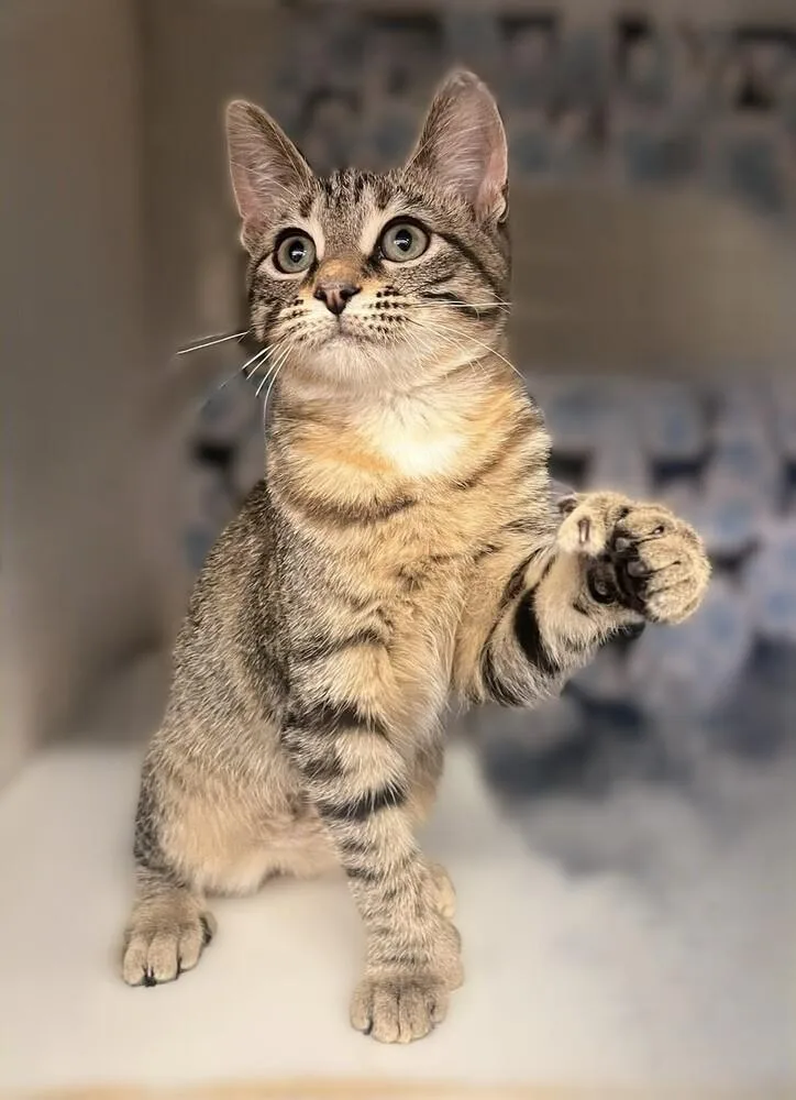 A baby small-sized female Extra-Toes Cat / Hemingway Polydactyl cat named Clover for adoption in Acworth, GA