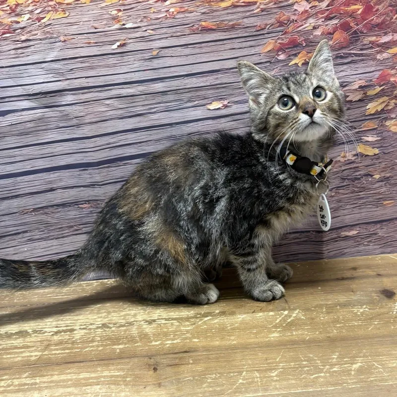 A baby small-sized female Brown / Chocolate Domestic Short Hair cat named Koko for adoption in Normal, IL