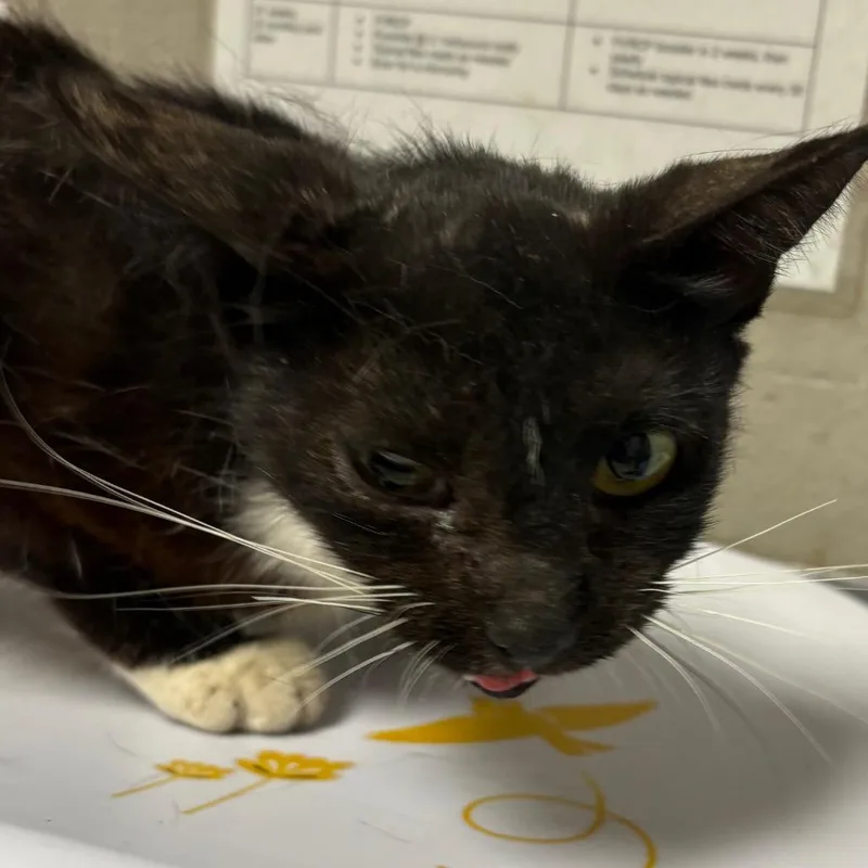 A young medium-sized female Black Domestic Short Hair cat named Cici for adoption in Yuma, AZ