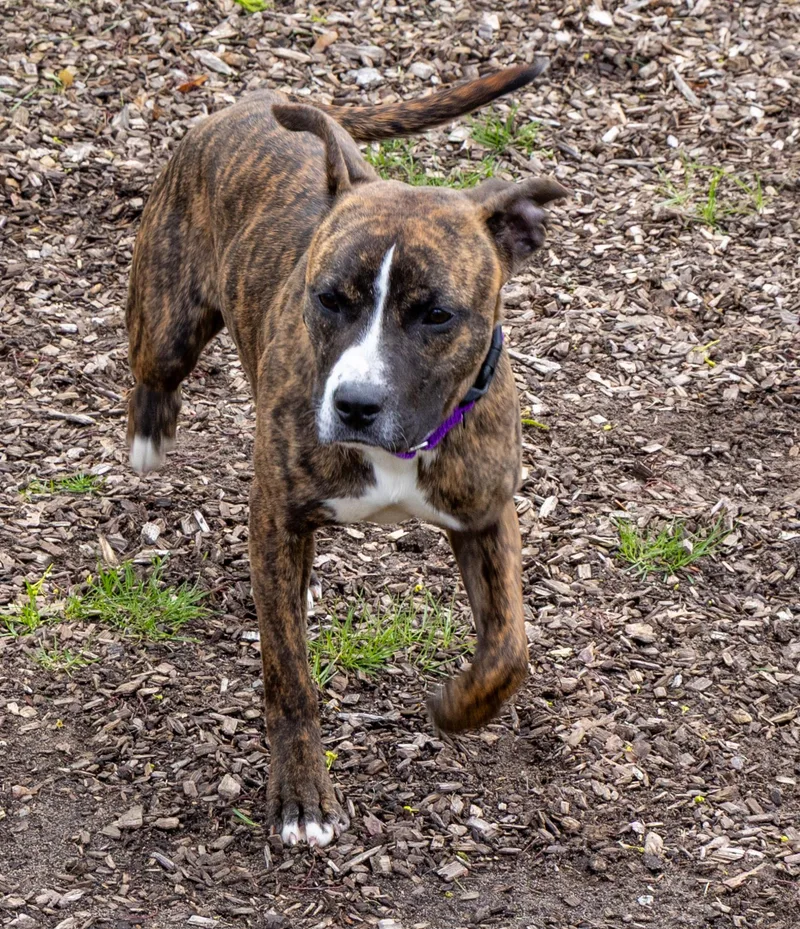 A young medium-sized female Mixed Breed dog named Polly for adoption in Mount Pleasant, MI