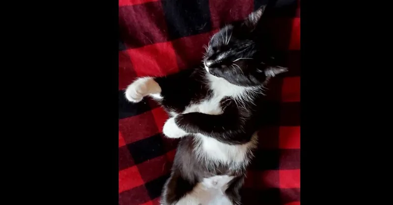 Carolyn's Sheila Aka Sheshe