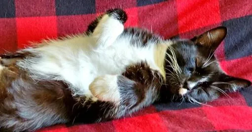 Carolyn's Sheila Aka Sheshe thumbnail 2