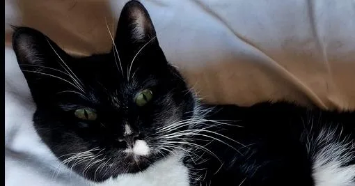 Carolyn's Sheila Aka Sheshe thumbnail 3