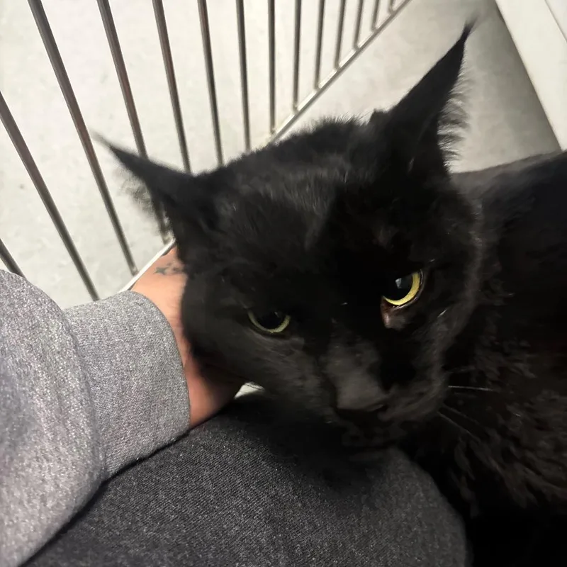 Midnight thumbnail 2