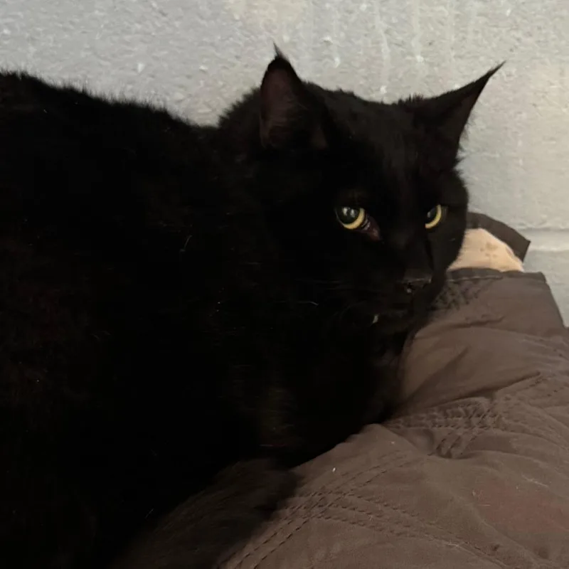 Midnight thumbnail 3