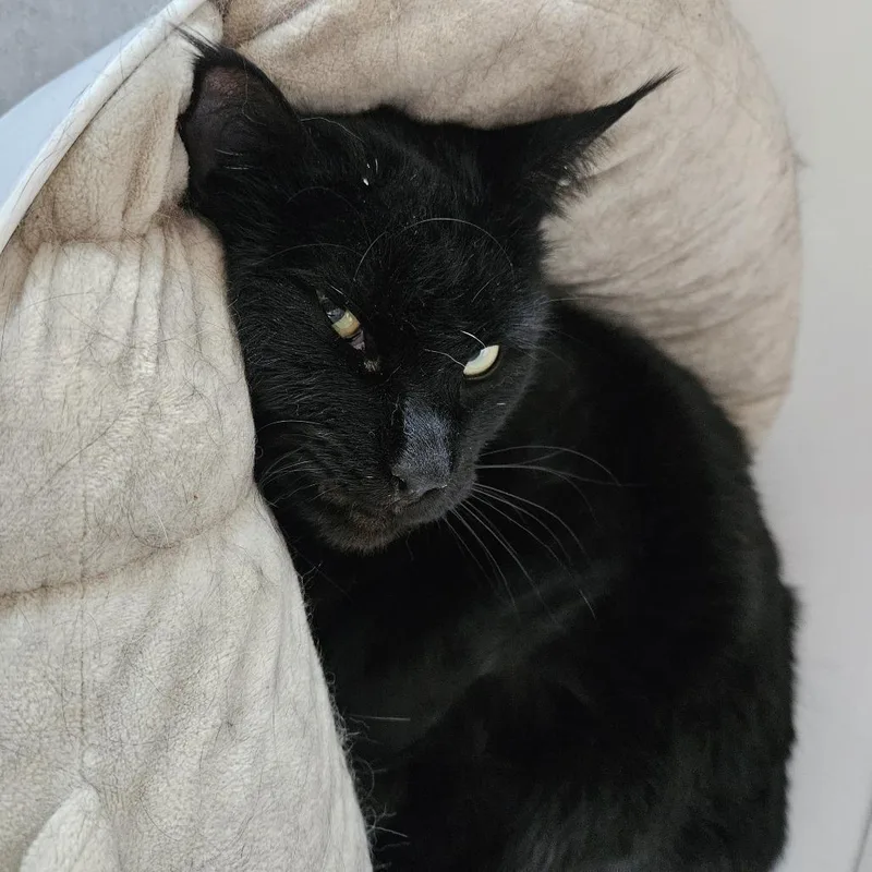 Midnight thumbnail 4