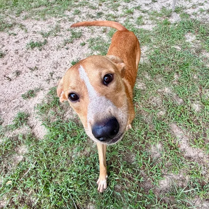 A young medium-sized male Mixed Breed dog named Jethro for adoption in Milton, FL