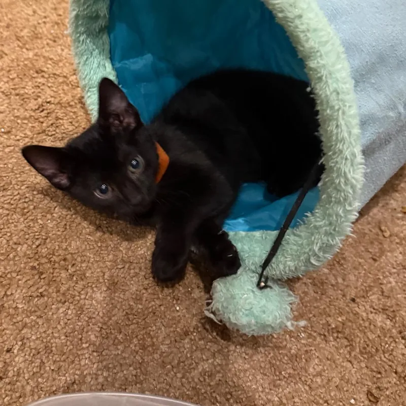 A baby small-sized male Black Domestic Short Hair cat named Pluto for adoption in Silver Spring, MD