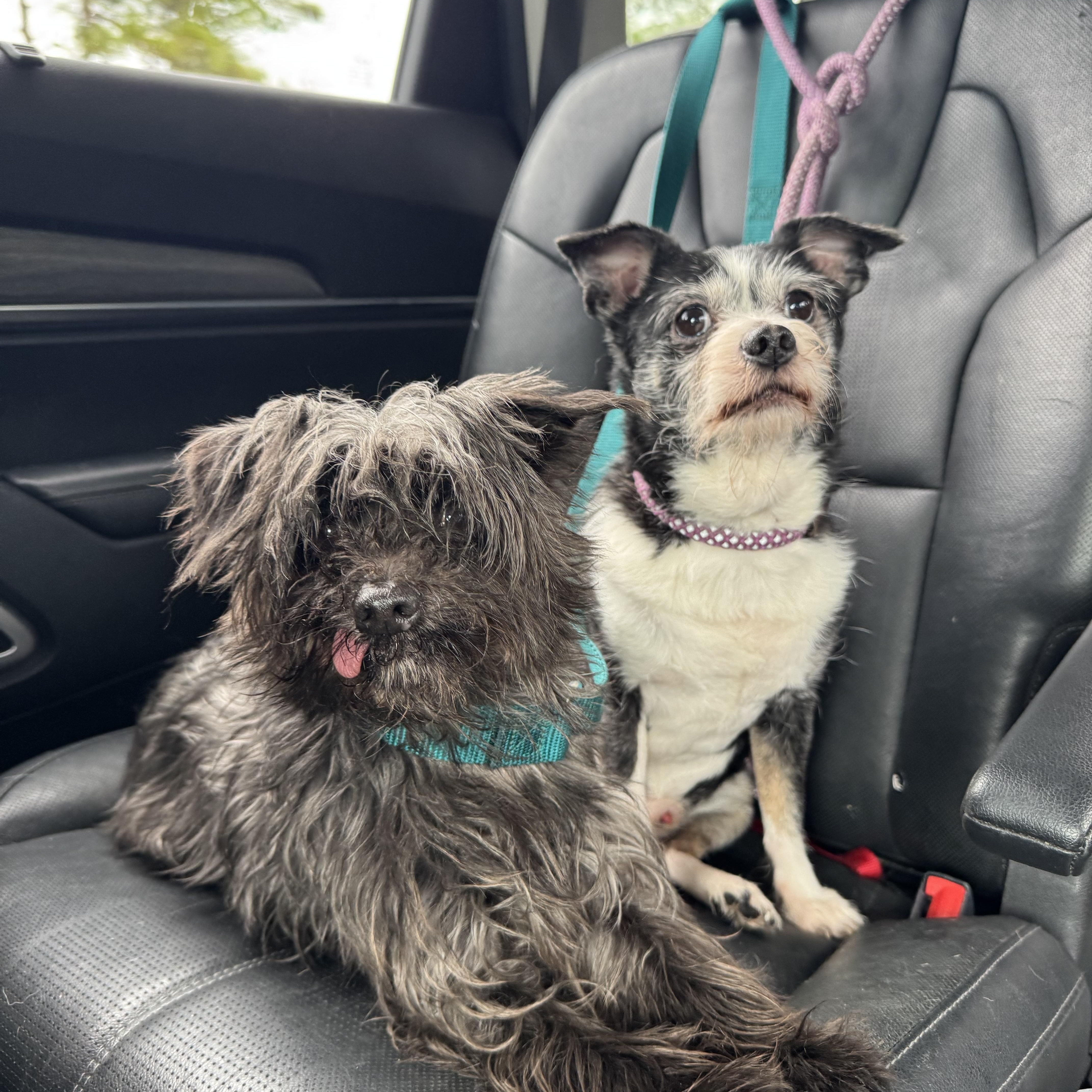 A senior small-sized male Yorkshire Terrier dog named Tucker and Nico for adoption in Port Saint Lucie, FL