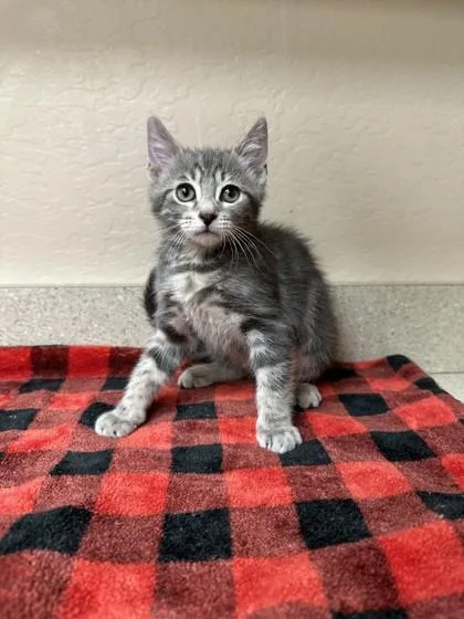 A young small-sized male Domestic Short Hair cat named Kaa for adoption in Phoenix, AZ