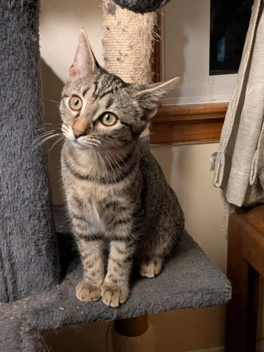 A baby small-sized female Domestic Short Hair cat named Dasani for adoption in Hagerstown, MD