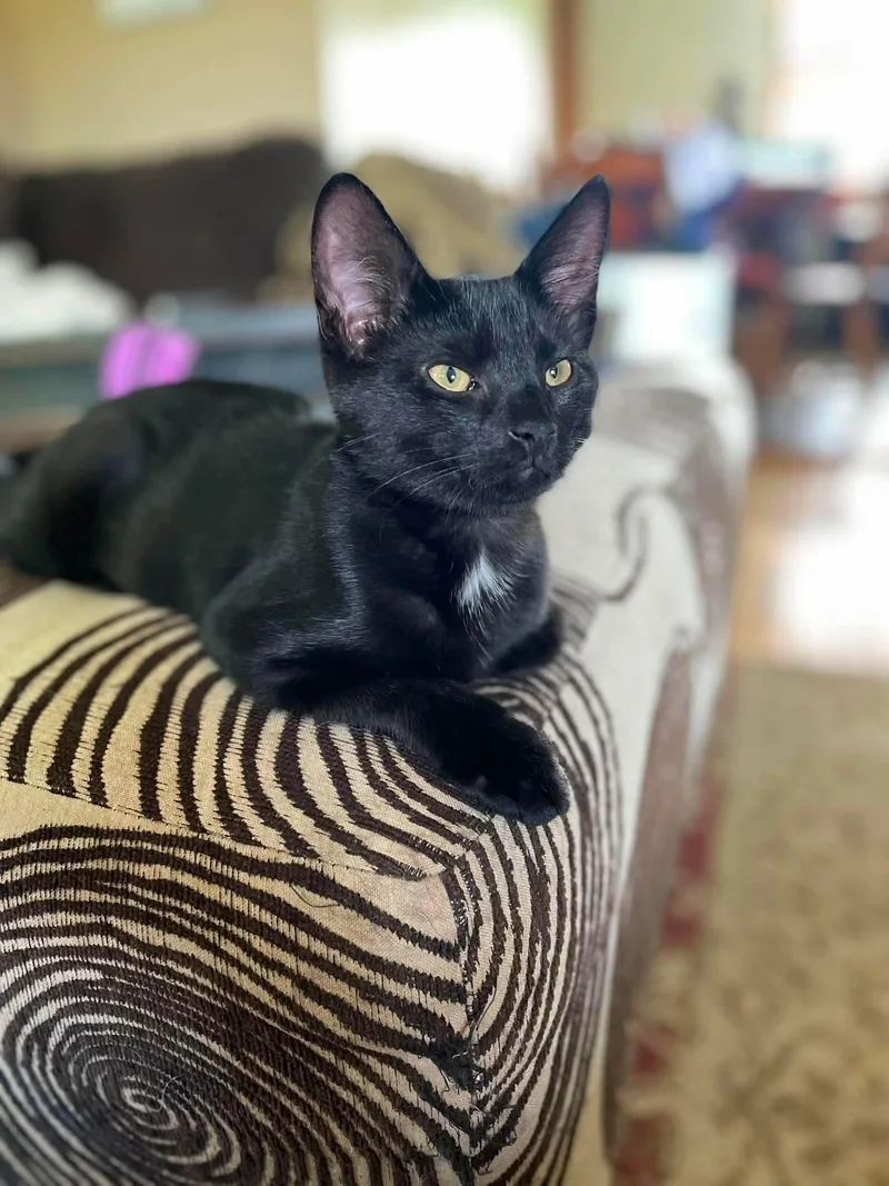 A baby small-sized male Black Domestic Short Hair cat named Cobweb for adoption in Hartville, OH