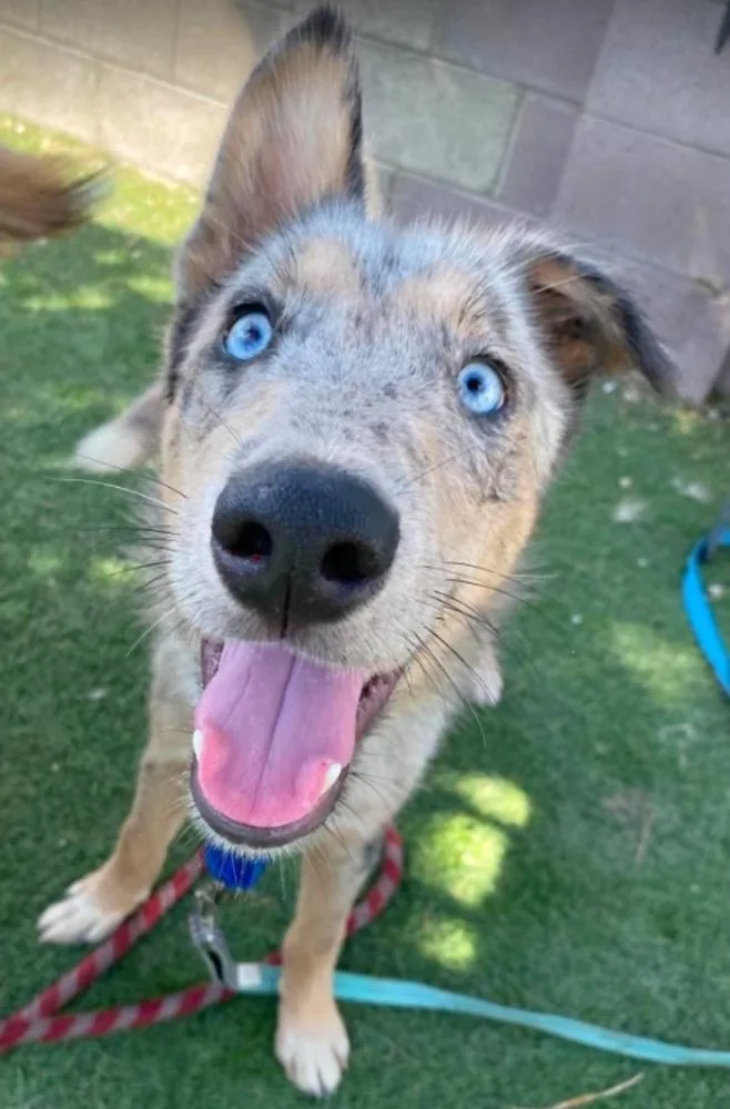 A young medium-sized male Catahoula Leopard Dog dog named Bobby for adoption in Sedalia, CO