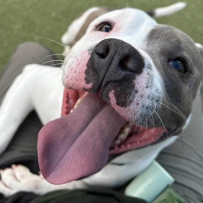 An adult medium-sized male Gray / Blue / Silver American Bulldog dog named Killian for adoption in Greensboro, NC