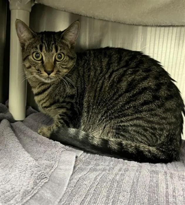 A young medium-sized female Domestic Short Hair cat named Nyla for adoption in Derwood, MD