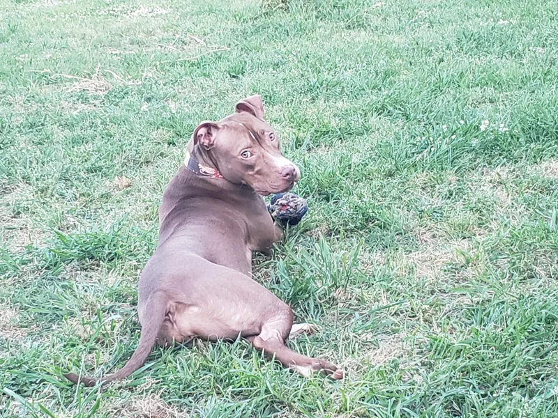 Brown Sugar thumbnail 2