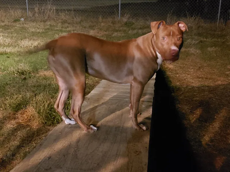 Brown Sugar thumbnail 3